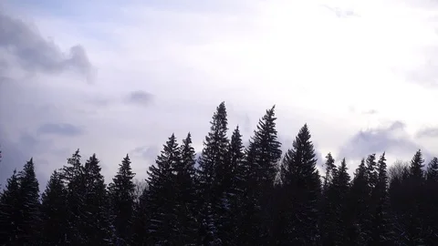 Fast Clouds moving over blue sky above fir trees forest in winter windy day Stock Footage 87915549