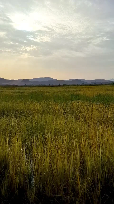 Fast Clouds Moving Over Rice Field Timelapse Marjal de Pego-Oliva prob4 Stock Footage 344574475