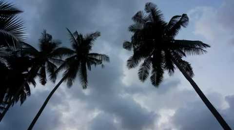 Fast clouds moving over the tropical trees. Stock Footage 58952201