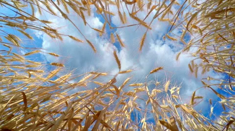 Fast Clouds over Golden Wheat Stock Footage 55520023