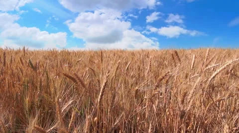 Fast Clouds over Golden Wheat Video stock 55671602