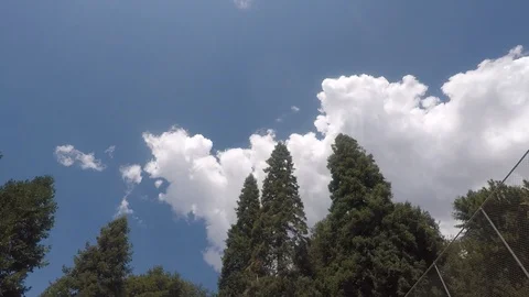 Fast Clouds Over Pine Trees 스톡 동영상 94670227