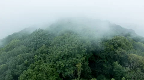 Fast Clouds Over Trees Stock Footage 55102034