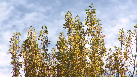 Fast clouds passing over autumn leaves of poplar trees Stock Footage 56112672