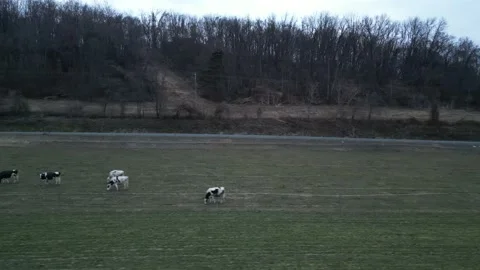 Fast cows 1 Stock Footage 236592375