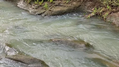 Fast creek rush across flat rocks in wild setting. Stock Footage 325921234