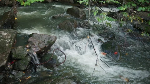 Fast Current Pouring Over Dark Rocks Under Green Streamside Foliage Stock Footage 345767717