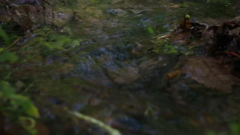 Fast current in a stream in the forest. fallen leaves in the water Stock Footage 142223513
