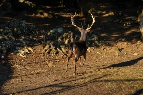 Fast deer movement in the woods. Natural environment Stock Photos