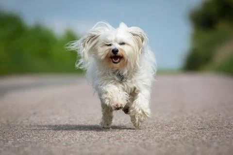 Fast dog Stock Photos