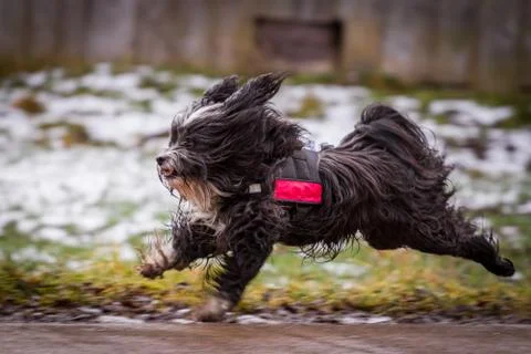 Fast dog Stock Photos