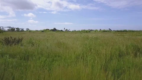Fast Dolly Forward Over Tall Grass Field Stock Footage 74112814