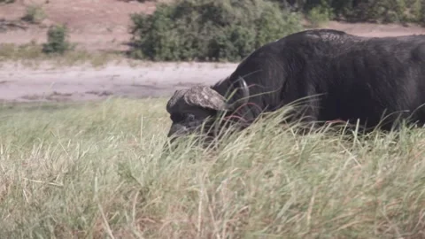 Fast dolly past Cape Buffalo eating in tall grass near water Stock Footage