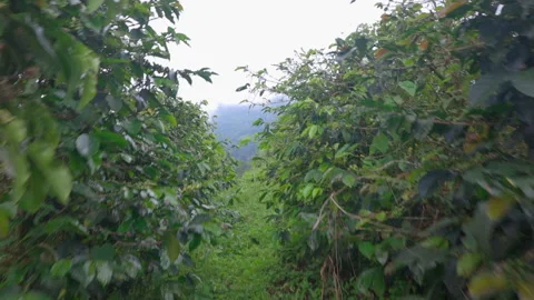 Fast Dolly-In Through Coffee Trees to Andes Mountains Stock Footage 317505330