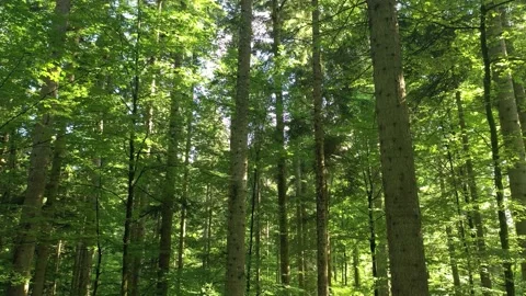 Fast downwards movement in the forest Vídeos de archivo 227016401