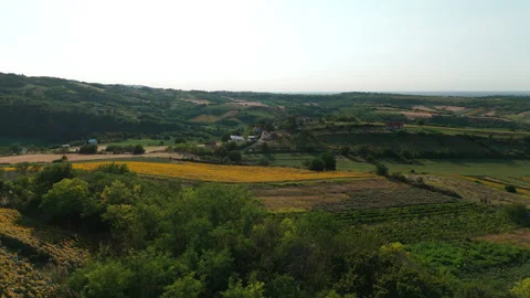 Fast drone ascent over rolling hills and sunflower fields in summer light Stock Footage 313806862