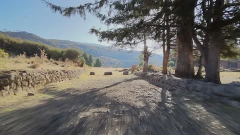 Fast drone flight about the only in the middle of the trees at sunrise Video stock 202346102