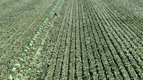 Fast drone flight above cabbage field rows Stockbeeldmateriaal 333183034