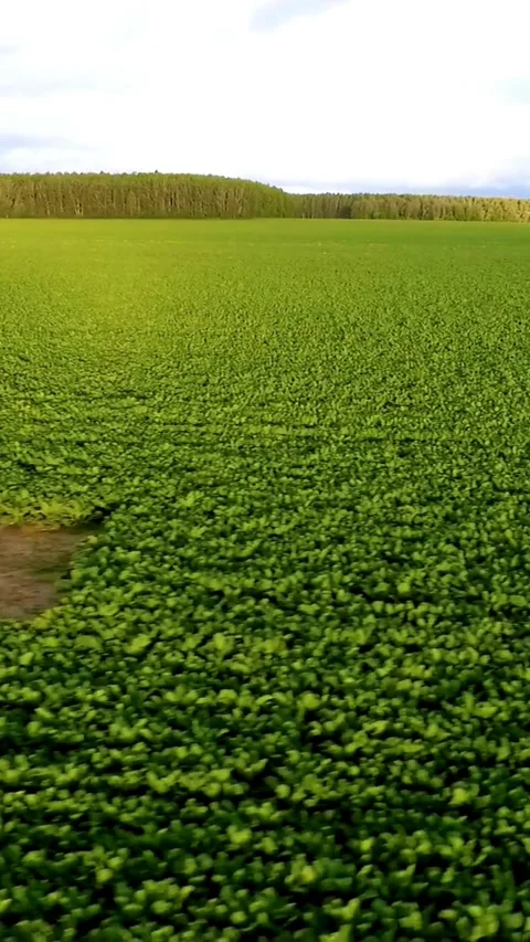 Fast drone flight over green field towards forest Video stock 334169253
