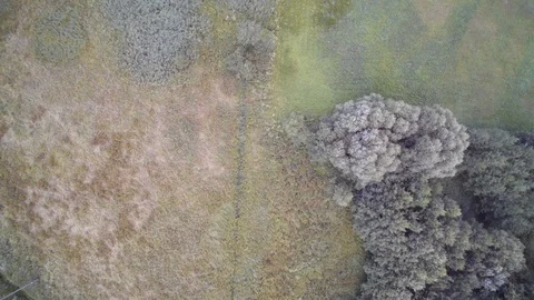 Fast drone flight over the pastures and trees. top view Video stock 114417433