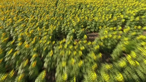 Fast Drone Flyover Above Sunflower Field in Warm Sunny Light Stock Footage 316537282