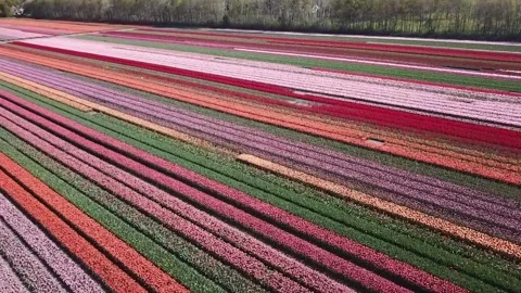 Fast drone flyover of colorful red orange white tulip field Vídeo Stock 341862143