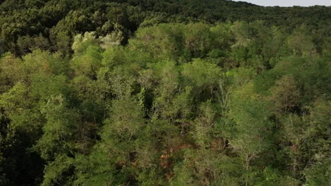 Fast drone footage over forest, coast line, skimming trees, jk01 Video stock 275602000