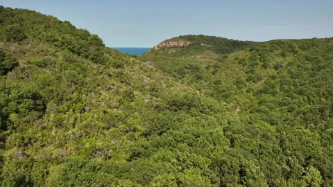 Fast drone footage over forest, skimming trees, jk01 Stock Footage 275608199
