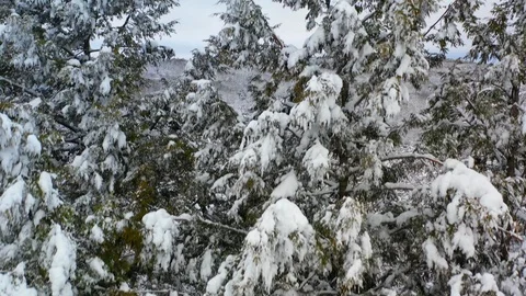 Fast drone move up along pine trees revealing winterscape Stock Footage 127254504