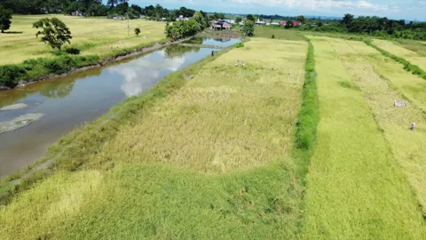 Fast Drone Pull Back Reveal Over Paddy Fields With Canal In Assam India Stock Footage 346777152