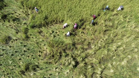Fast Drone Pull Back Reveal Over Paddy Fields With Irrigation Canal In Assam Stock Footage 346778060