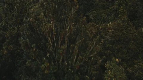 Fast drone shot flying close to forest beside a lake in New Zealand Stock Footage 90269184