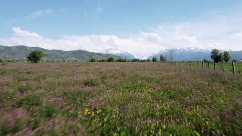 Fast drone shot over field of flowers in Kyrgyzstan Stock Footage 197312555