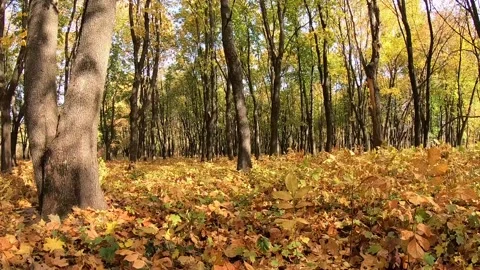 Fast falling autumn leaves. Stock Footage 141133098