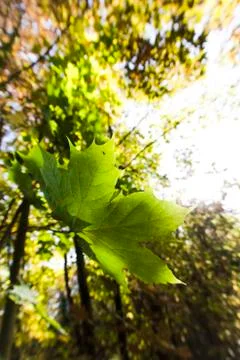 Fast falling green maple leaf in autumn in the forest Stock Photos