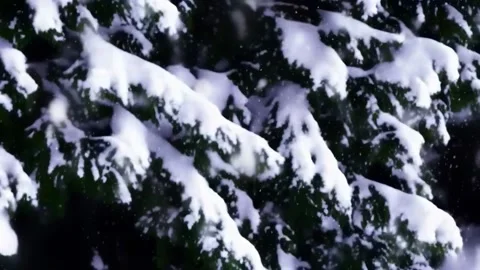 Fast falling snow against the background of covered pine trees, Christmas t.. Vídeos de archivo 255894026