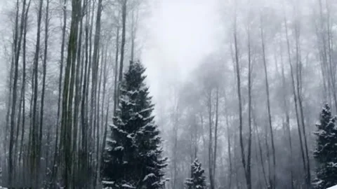 Fast falling snow in the forest. A short video of beautiful white snow. Vídeos de archivo 255890704