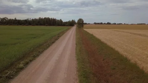 Fast fligh over a rural road among golden ripe cereal wheat fields Stock Footage 94031985
