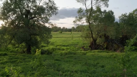Fast flight of the drone between the trees towards the meadow. Stock Footage 113662568