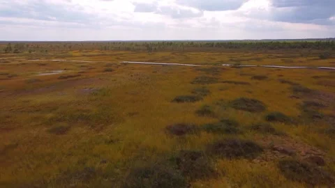 Fast flight of a drone over an autumn swamp on a windy day. Stock Footage 143582380