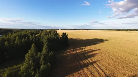 Fast flight low above the ground. View of fields and trees. No one around, sunny Stock Footage 280384260