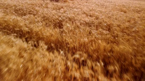 Fast flight at low altitude with deceleration and climb above the wheat field Stock Footage 129993607