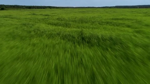 Fast flight movement over natural scenery green grass valley plantation with Stock Footage 145190618
