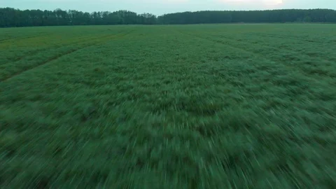 Fast flight over green fields in the evening Stock Footage 89903890