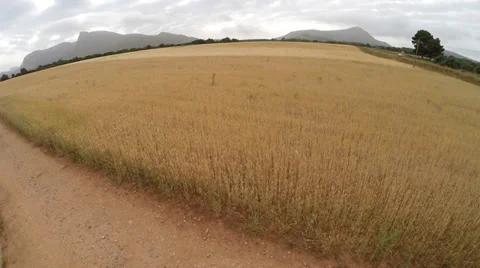 Fast Flight over over Corn Fields - Aerial Flight, Mallorca Stock Footage 38673740
