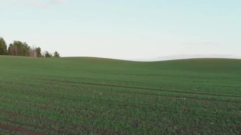 Fast flight over a sown field. Stock Footage 131367735