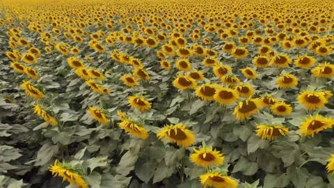 Fast flight over the sunflower field. Stock Footage 140117780