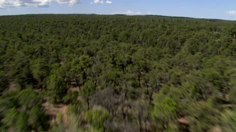 Fast flight skimming Kaibab Forest in Arizona Stock Footage 59508484
