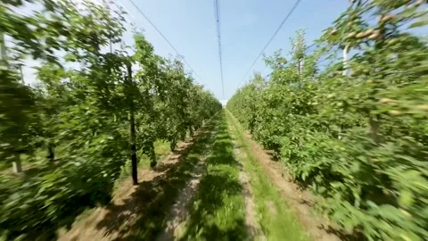Fast flight through covered orchard Stock Footage 245997027