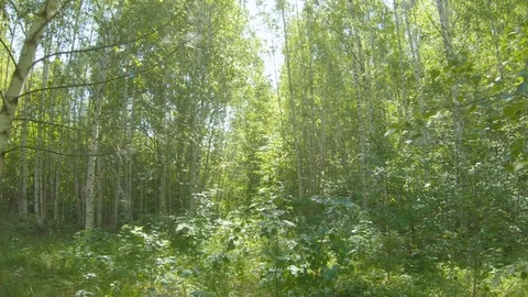 Fast flight through the forest. Flying in the forest through the trees Vídeos de archivo 109821174